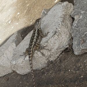 Meet your Posher, Emmanuel